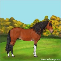 Horse Color:Brown Tobiano 