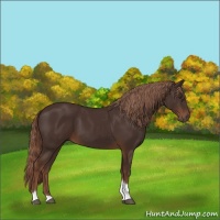 Horse Color:Liver Chestnut Tobiano 