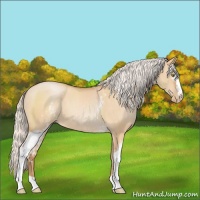 Horse Color:White Spotted Silver Bay Roan Pearl Dun 