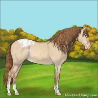 Horse Color:Red Dun Sabino Appaloosa 