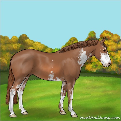 Horse Color:Chestnut Sabino 