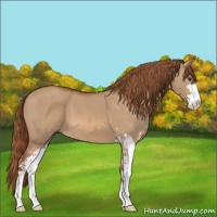 Horse Color:Red Dun Sabino 