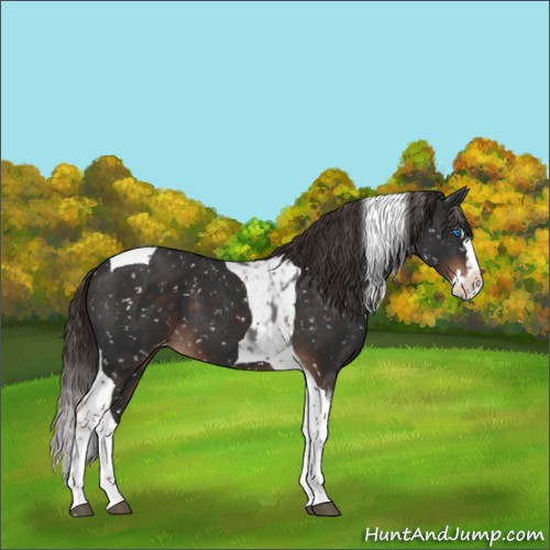 Horse Color:Liver Chestnut Sabino Splash Tobiano Appaloosa 