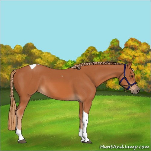 Horse Color:Chestnut Tobiano 