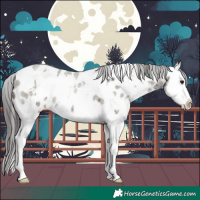 Horse Color:White Spotted Grullo Roan Splash Near Leopard 