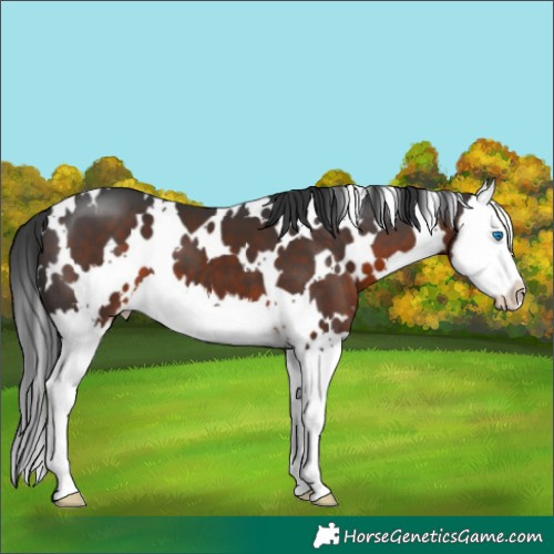 Horse Color:White Spotted Brown Splash