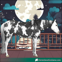 Horse Color:White Spotted Black Splash 