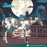 Horse Color:White Spotted Grullo Blanket 