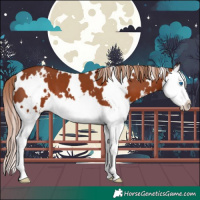 Horse Color:White Spotted Chestnut Sabino Splash 