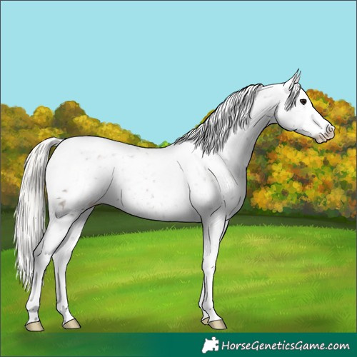 Horse Color:Silver Black Tobiano Snowflake Varnish 