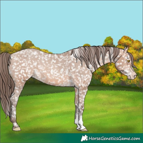 Horse Color:Amber Champagne Sabino Snowflake Varnish 
