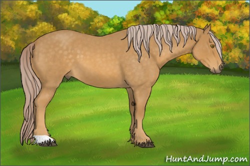 Horse Color:Palomino Roan 