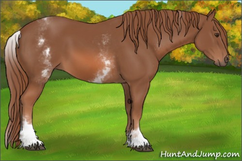 Horse Color:White Spotted Chestnut Sabino