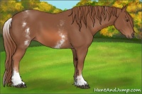 Horse Color:White Spotted Chestnut Sabino