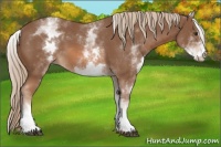 Horse Color:White Spotted Chestnut Sabino 