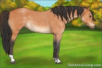 Horse Color:Bay Tobiano 