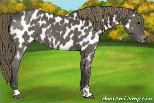 Horse Color:Smoky Black Sabino Near Leopard 