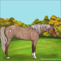Horse Color:Silver Buckskin Roan 