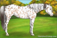 Horse Color:Amber Champagne Tobiano Leopard 