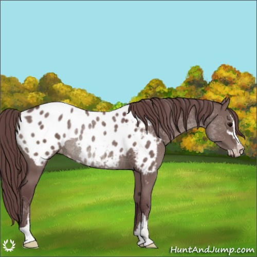 Horse Color:Chocolate Grullo Sabino Appaloosa
