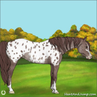 Horse Color:Chocolate Grullo Sabino Appaloosa