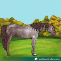 Horse Color:Chocolate Black