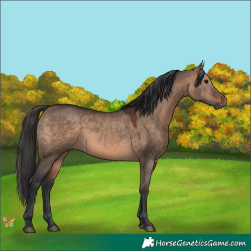 Horse Color:Brown Dun 