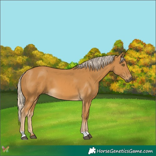 Horse Color:Palomino