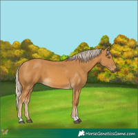 Horse Color:Palomino 
