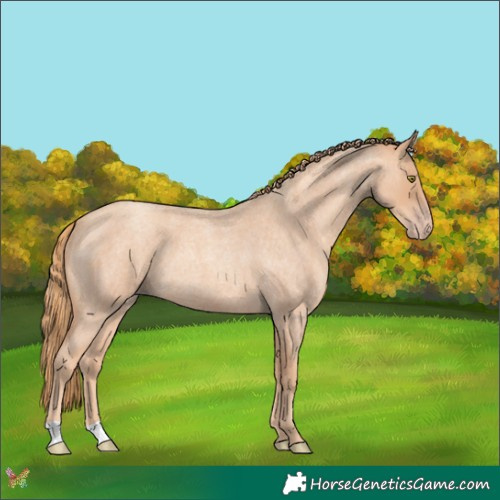 Horse Color:Gold Champagne Roan