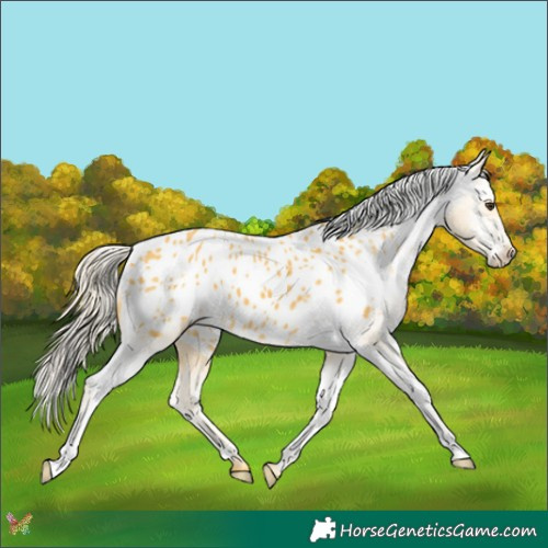 Horse Color:Palomino Appaloosa 