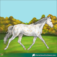Horse Color:Palomino Appaloosa 