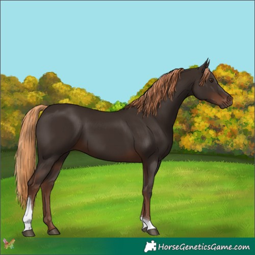 Horse Color:Liver Chestnut Tobiano