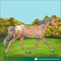 Horse Color:Palomino Appaloosa 