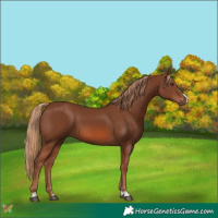 Horse Color:Chestnut 