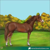 Horse Color:Chestnut 