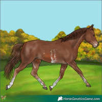 Horse Color:Chestnut Sabino 