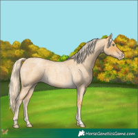 Horse Color:Gold Cream Champagne Roan 