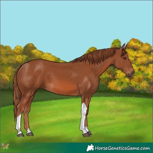 Horse Color:Chestnut Tobiano