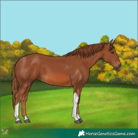 Horse Color:Chestnut Tobiano
