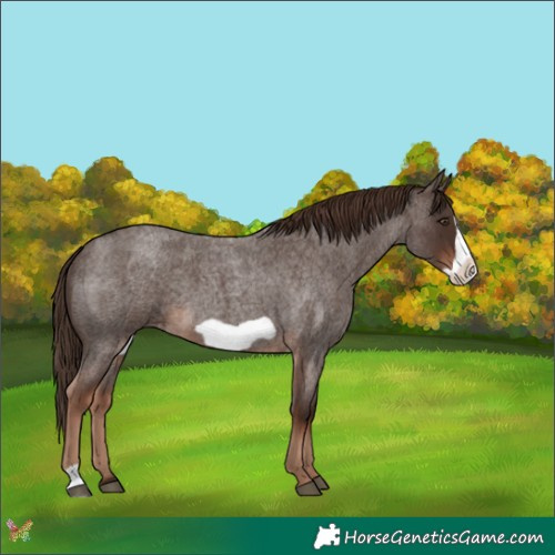 Horse Color:Liver Red Roan Frame 
