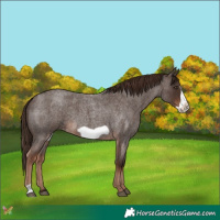 Horse Color:Liver Red Roan Frame 