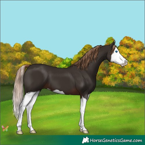 Horse Color:Liver Chestnut Splash