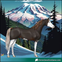Horse Color:Liver Chestnut Splash 