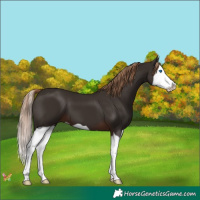 Horse Color:Liver Chestnut Splash 