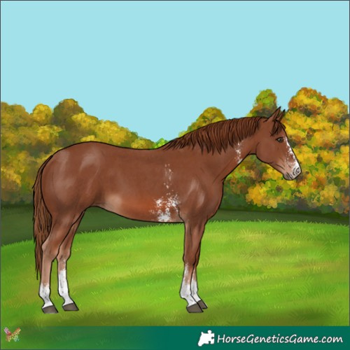 Horse Color:Chestnut Sabino