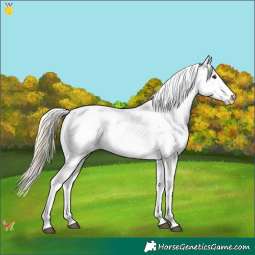 Horse Color:Chestnut Mushroom Appaloosa 