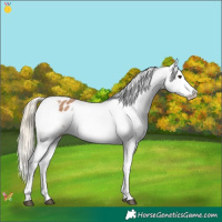 Horse Color:Chestnut Mushroom Appaloosa 