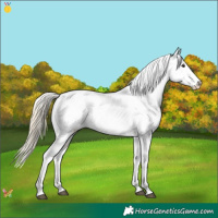 Horse Color:Chestnut Mushroom Appaloosa 