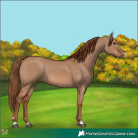 Horse Color:Red Dun